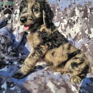 Finn, Goldendoodle Puppy