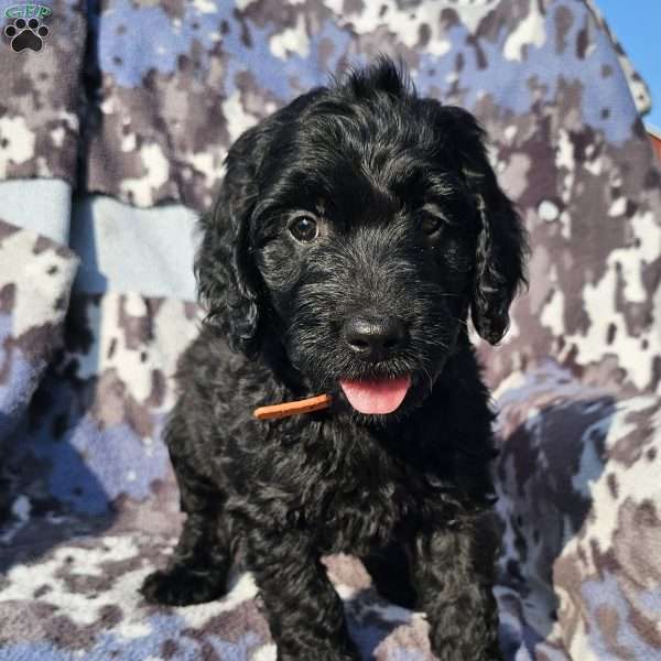 Oliver, Goldendoodle Puppy