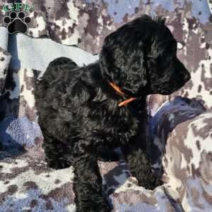 Oliver, Goldendoodle Puppy