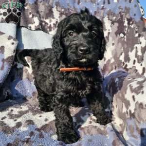 Oliver, Goldendoodle Puppy