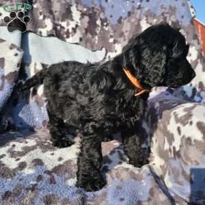 Oliver, Goldendoodle Puppy
