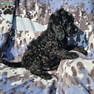 Buddy, Goldendoodle Puppy