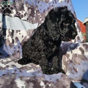 Buddy, Goldendoodle Puppy