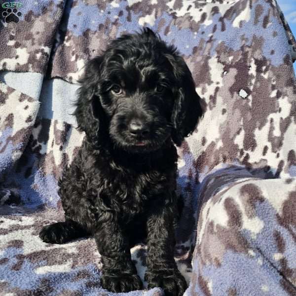 Buddy, Goldendoodle Puppy