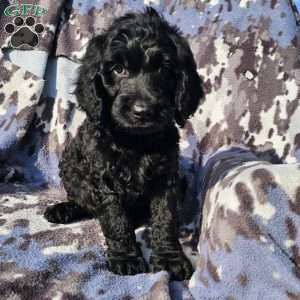 Buddy, Goldendoodle Puppy
