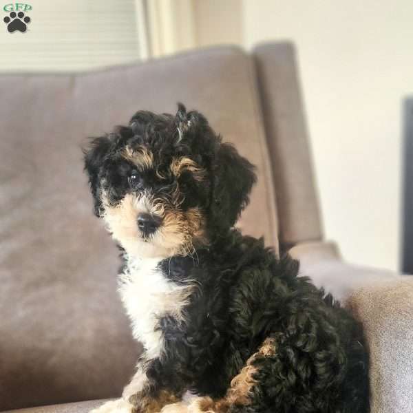 Wilson, Mini Bernedoodle Puppy