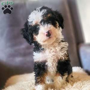 Willow, Mini Bernedoodle Puppy