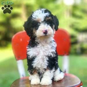 Willow, Mini Bernedoodle Puppy