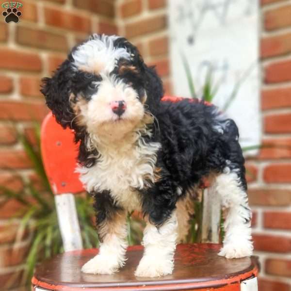 Willow, Mini Bernedoodle Puppy