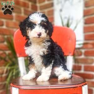 Willow, Mini Bernedoodle Puppy