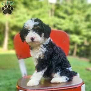 Willow, Mini Bernedoodle Puppy