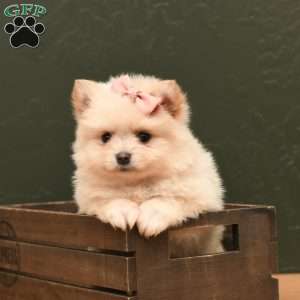 Mara, Pomeranian Puppy