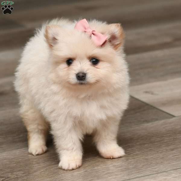 Mara, Pomeranian Puppy