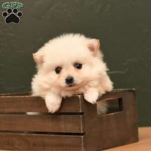 Mario, Pomeranian Puppy