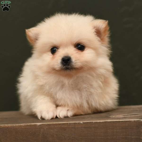 Mario, Pomeranian Puppy