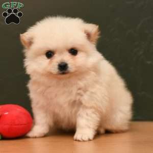 Mario, Pomeranian Puppy