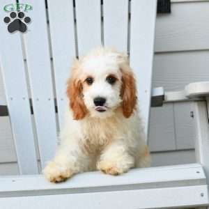 Parker, Cavapoo Puppy