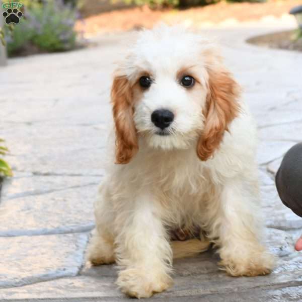Parker, Cavapoo Puppy
