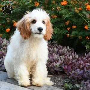 Parker, Cavapoo Puppy
