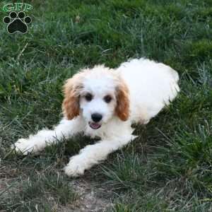 Parker, Cavapoo Puppy