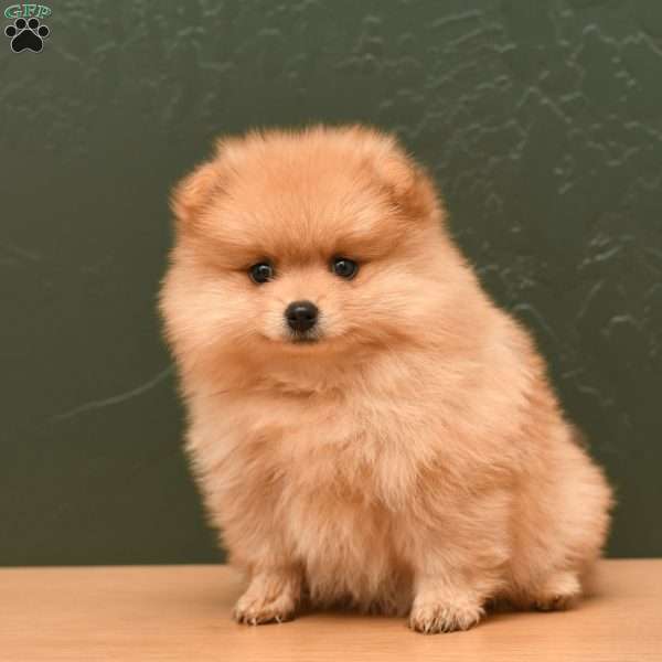 Ginger, Pomeranian Puppy