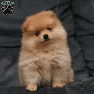 Ginger, Pomeranian Puppy