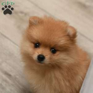 Ginger, Pomeranian Puppy