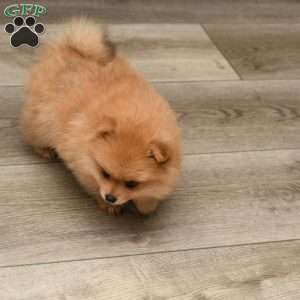Ginger, Pomeranian Puppy