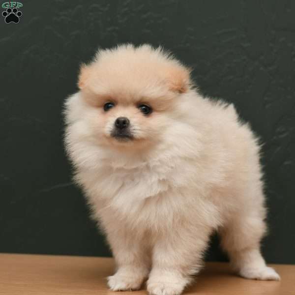 Jasper, Pomeranian Puppy