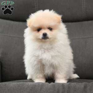 Jasper, Pomeranian Puppy
