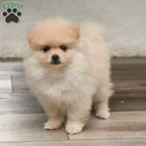 Jasper, Pomeranian Puppy