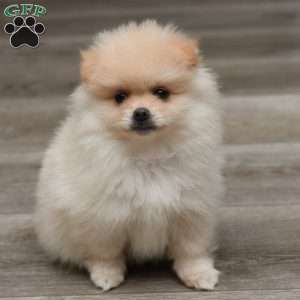 Jasper, Pomeranian Puppy