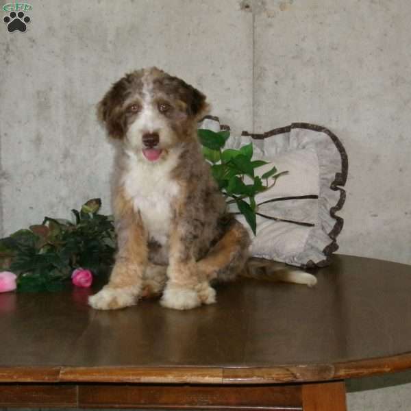 Teddy, Mini Bernedoodle Puppy