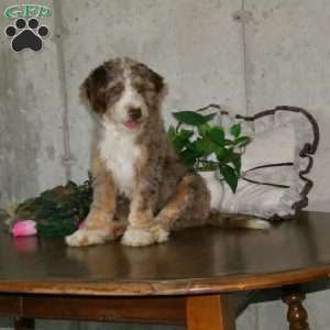 Teddy, Mini Bernedoodle Puppy