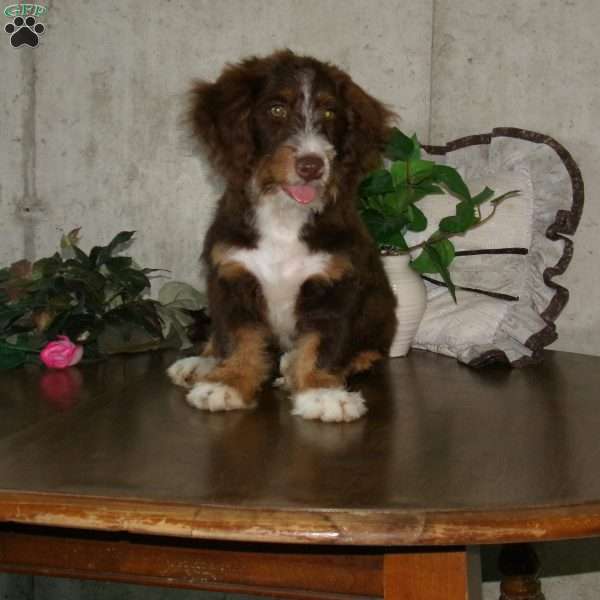kaite, Mini Bernedoodle Puppy