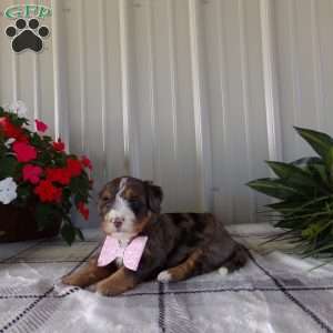 Beauty Jen, Mini Bernedoodle Puppy
