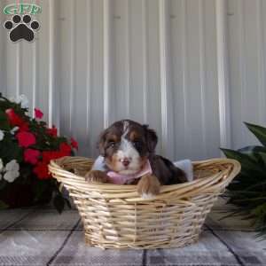 Beauty Jen, Mini Bernedoodle Puppy
