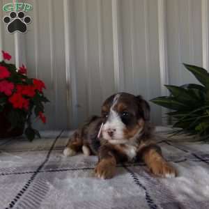 Beauty Jen, Mini Bernedoodle Puppy