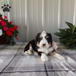 Susie, Mini Bernedoodle Puppy