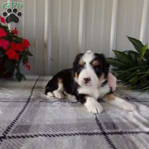 Susie, Mini Bernedoodle Puppy