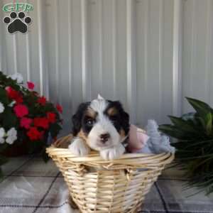 Susie, Mini Bernedoodle Puppy