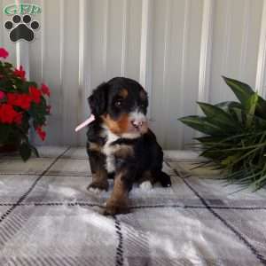 Sara Rose, Mini Bernedoodle Puppy