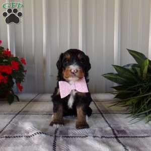 Sara Rose, Mini Bernedoodle Puppy