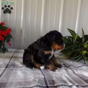 Sara Rose, Mini Bernedoodle Puppy
