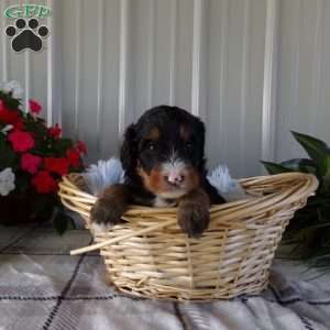 Sara Rose, Mini Bernedoodle Puppy