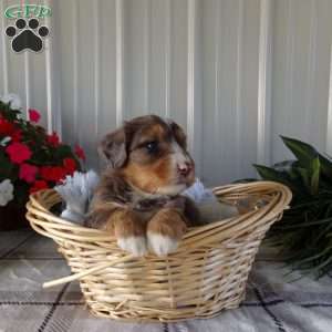 Simon, Mini Bernedoodle Puppy
