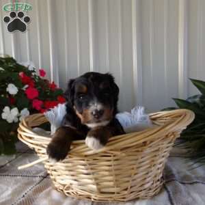 Hershey Boy, Mini Bernedoodle Puppy