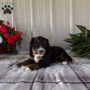 Hershey Boy, Mini Bernedoodle Puppy