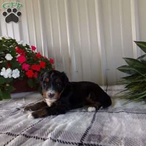 Hershey Boy, Mini Bernedoodle Puppy