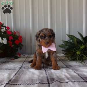Betty, Mini Bernedoodle Puppy